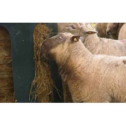 Balkupa rund för får