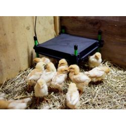 Värmetak CosyHeat 30x30 25W till kycklingar