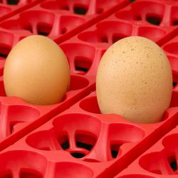 Äggkläckningsmaskin ET 49 ägg antibakteriell River