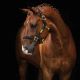 Grimma HS The Equestrian Life ponny black