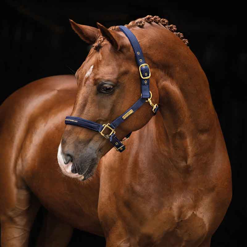 Läs mer om Grimma Hansbo Sport The Equestrian Life navy - Full